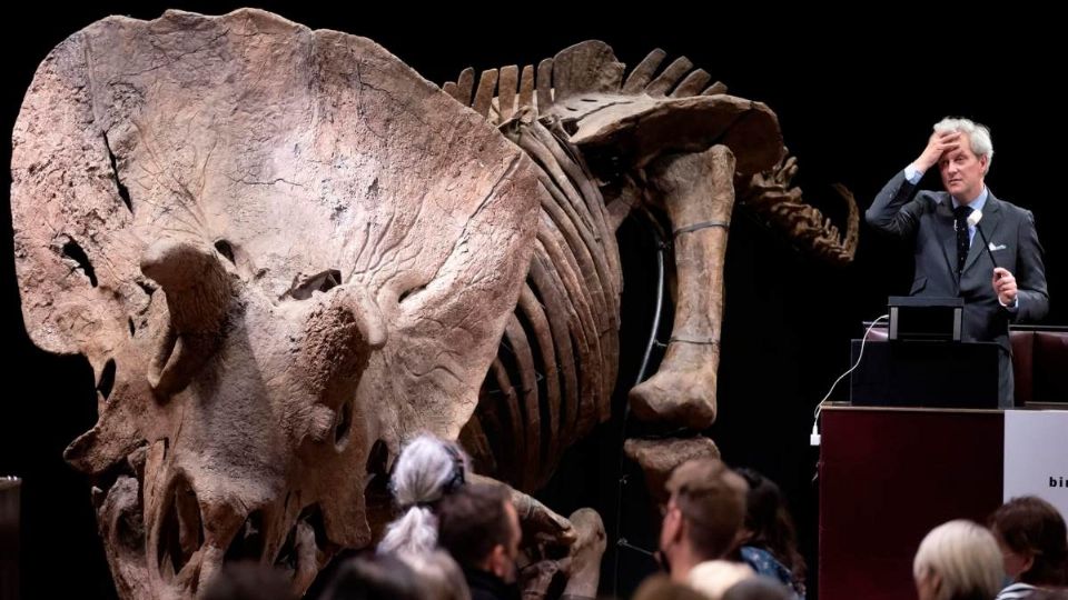 ¡Vendido! Esta millonaria suma pagaron por esqueleto de triceratops de 66 millones de años
